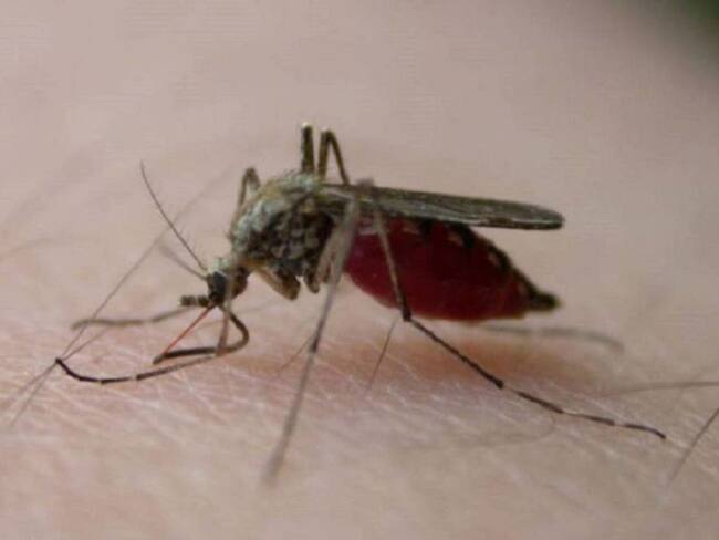 Alarma en Santander por incremento en los casos de dengue