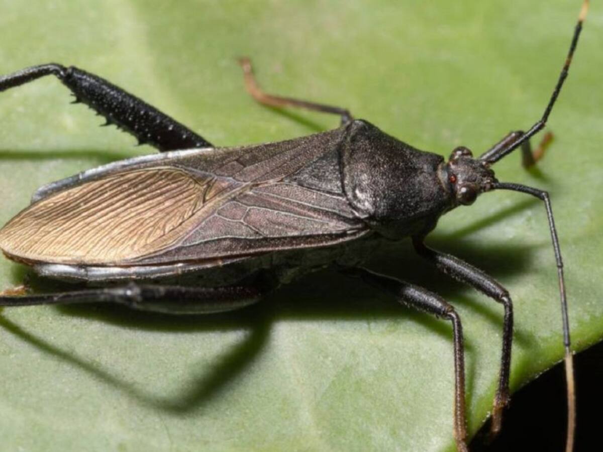 Un colombiano ayudó a descubrir molécula contra el chagas