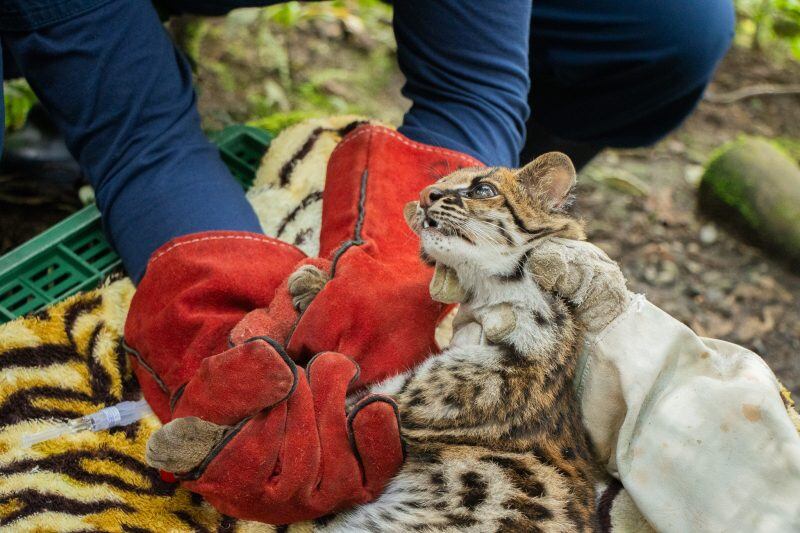 Tigrillo liberado en el Páramo de Vida Maitamá – Sonsón