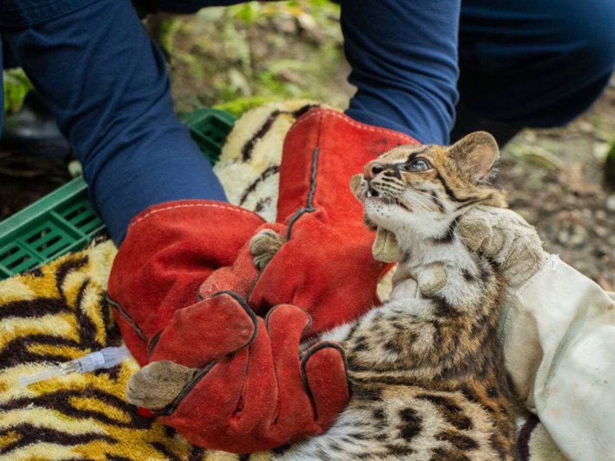 Un tigrillo lanudo fue liberado en el Páramo de Sonsón