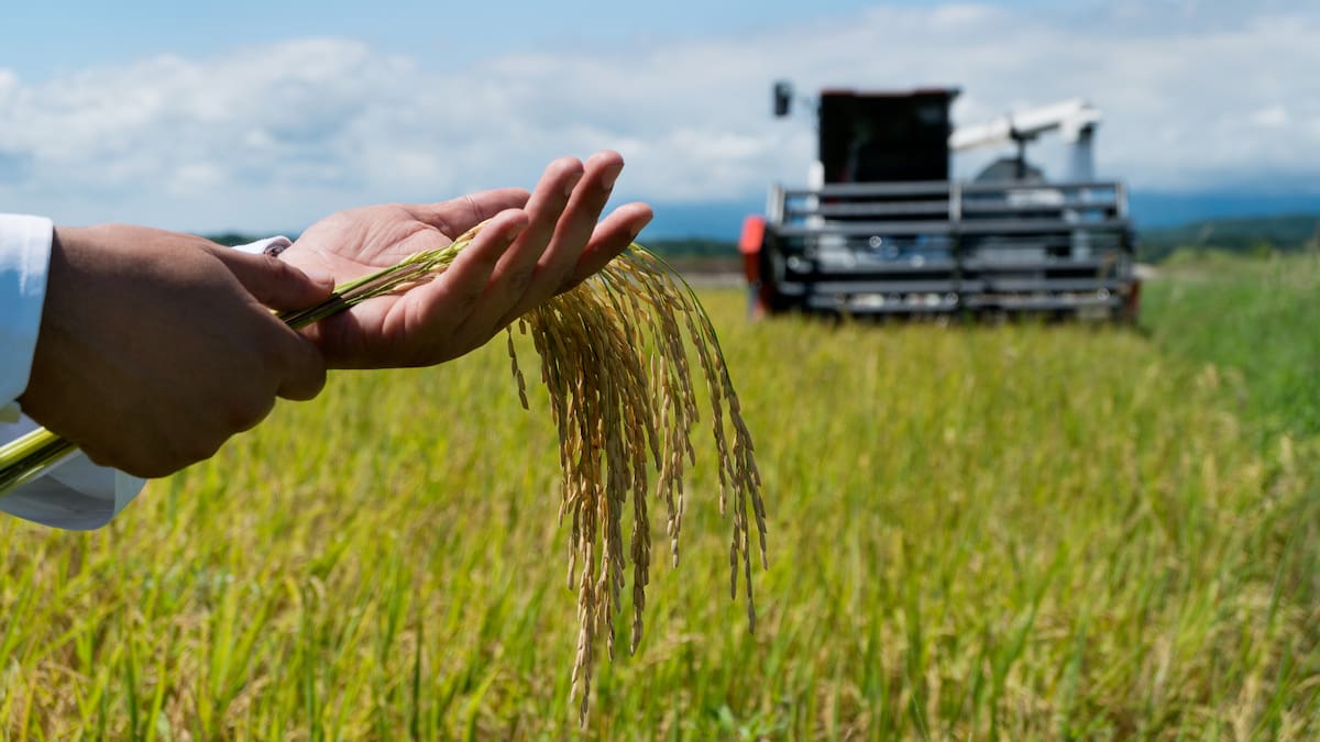 Gobierno lanzará un nuevo modelo productivo para transformar la cadena del arroz