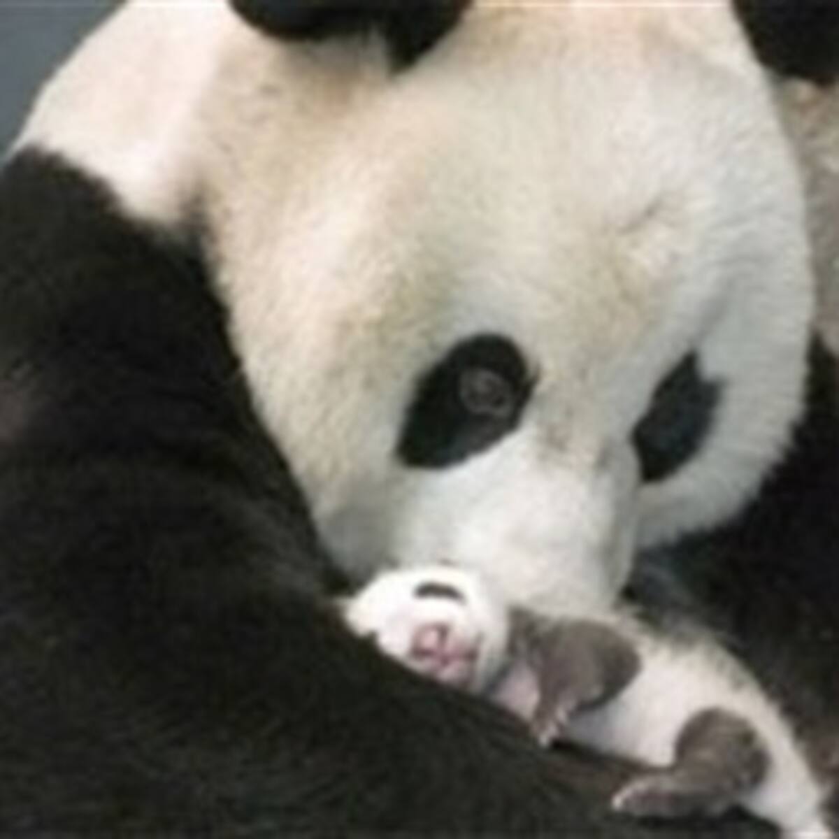 Panda que murió en Washington no fue aplastada por su madre