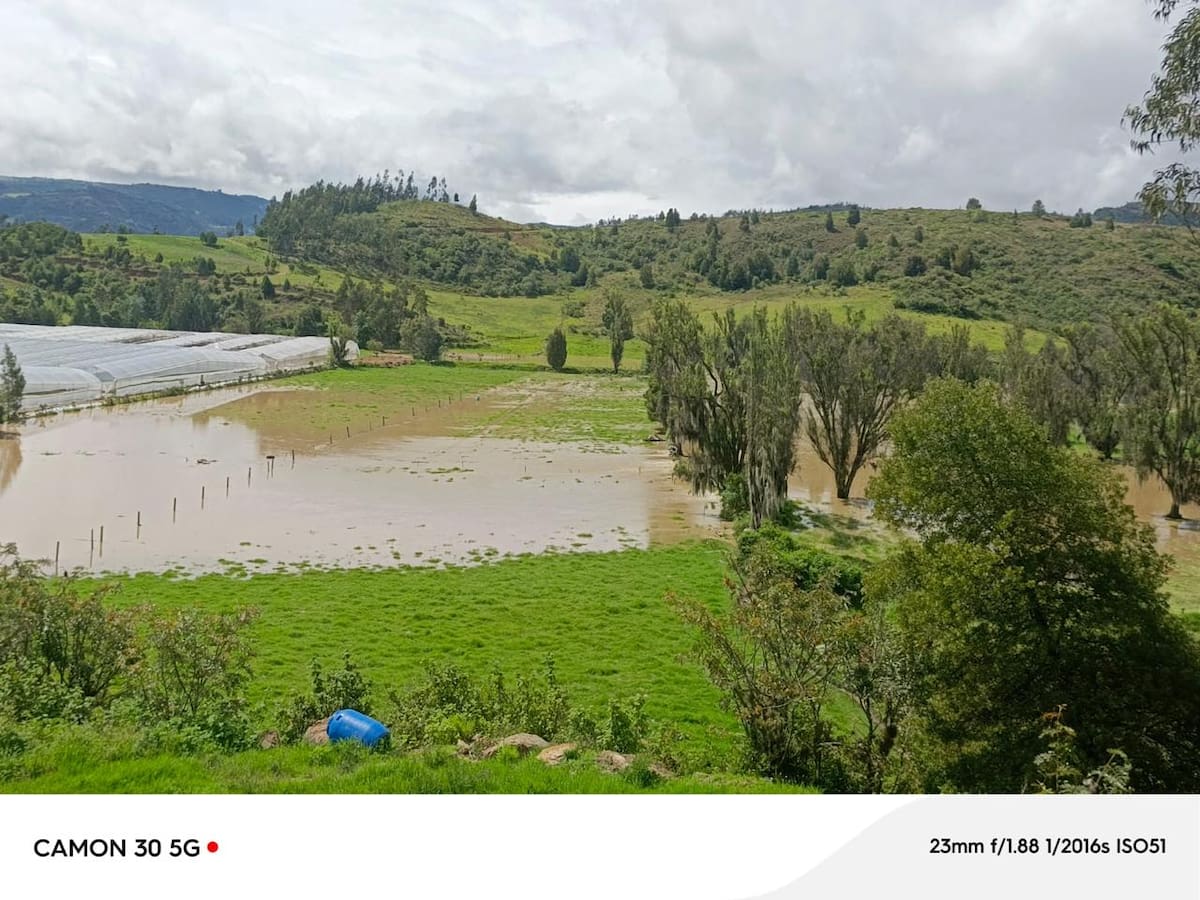 Emergencia por desbordamiento del río Chiquito en Firavitoba deja cultivos y ganado bajo el agua