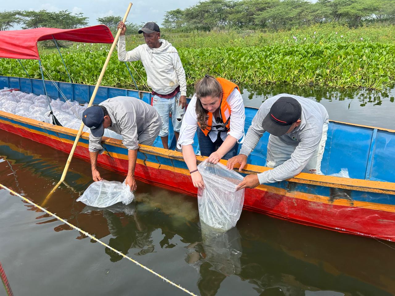 Siembran más de 400 mil alevinos de bocachico en la ciénaga de Cerro de San Antonio