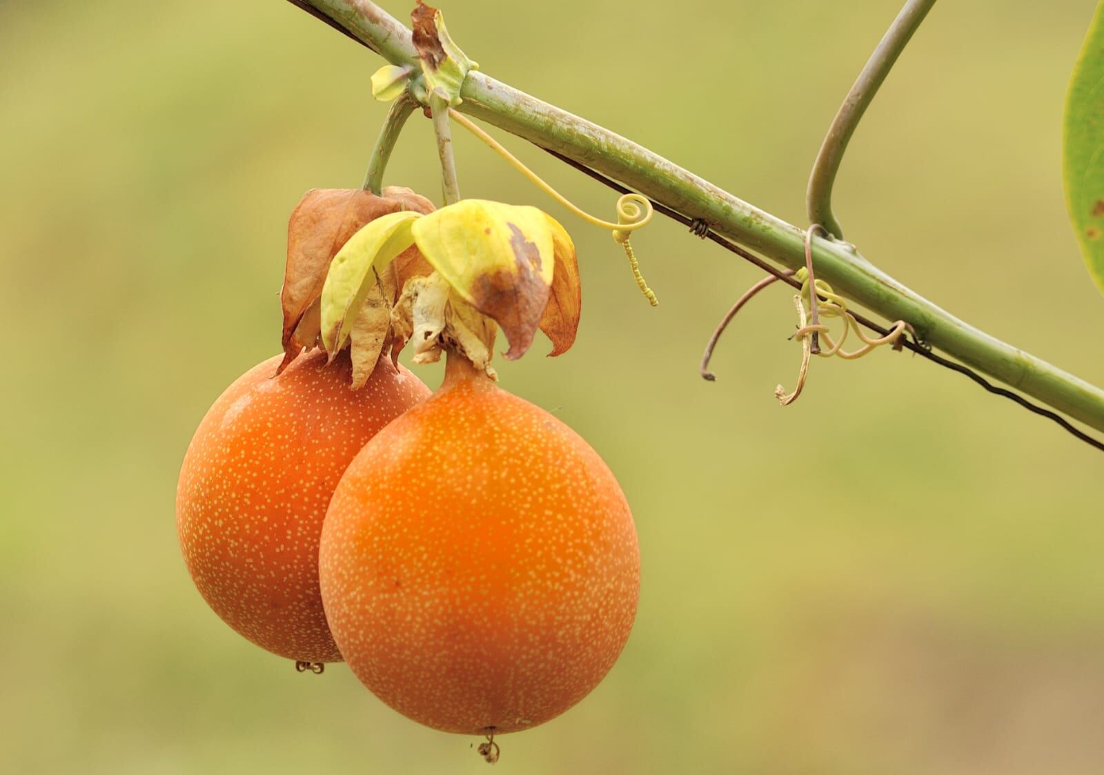 Una producción anual de 28.327 toneladas de pasiflora en el Huila.