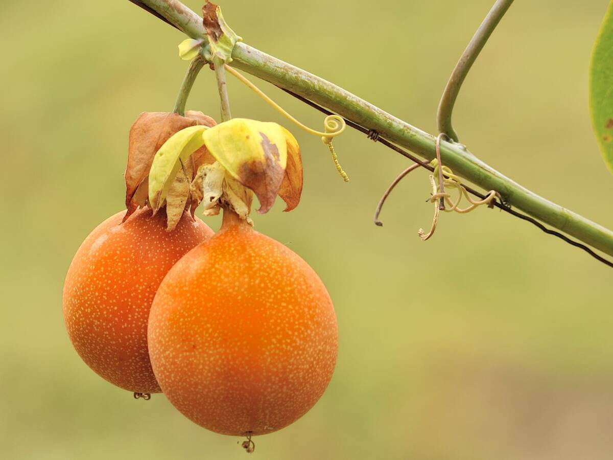 Huila puede convertirse en potencia mundial en la producción de pasifloras