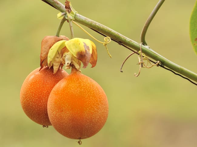 Una producción anual de 28.327 toneladas de pasiflora en el Huila.