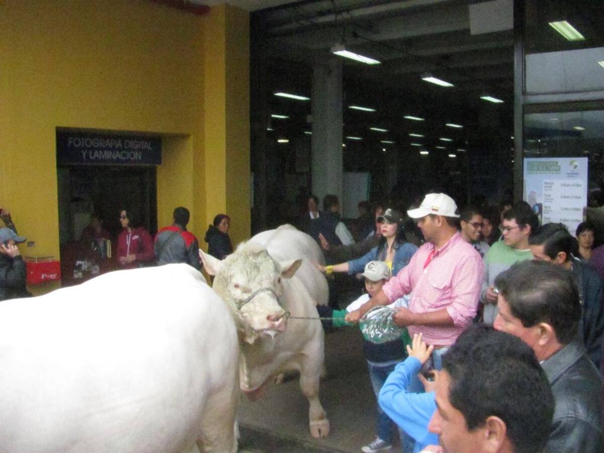 Título de la imagen