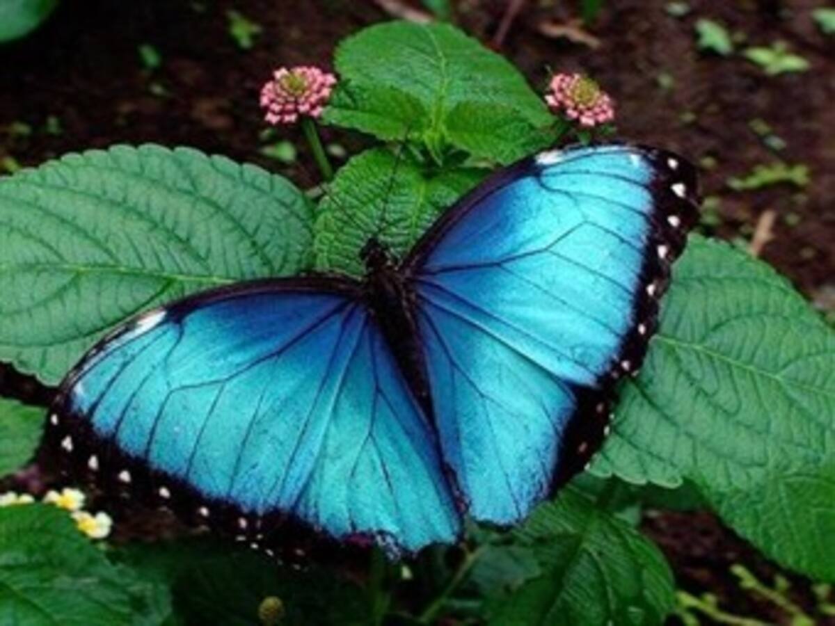 2012 fue un año "catastrófico" para las mariposas británicas, según estudio