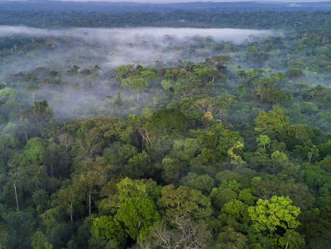 El SINCHI y los acuerdos de conservación en 65.260 hectáreas de bosque amazónico