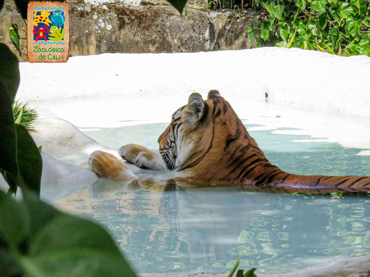 Zoológico de Cali: ¿Cuánto vale la entrada en semana Santa? Horarios y recorridos