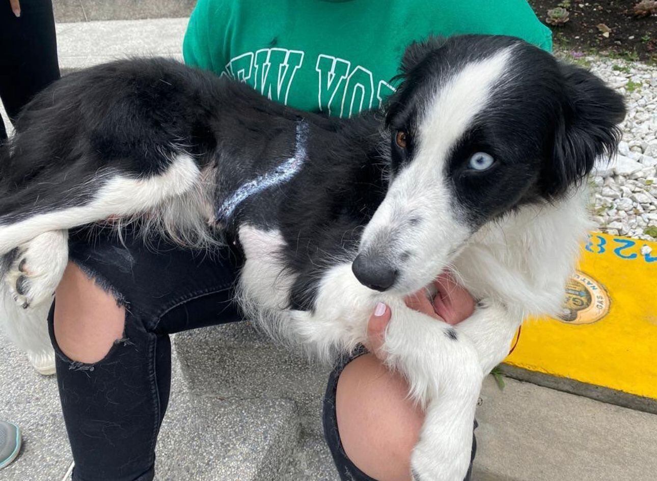 Mascota herida por el "pin" expuesto de una caneca.