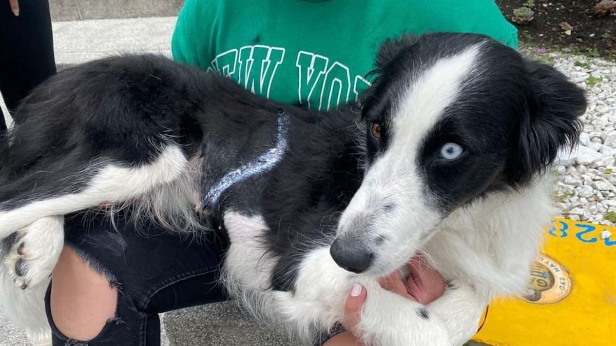 Denuncian peligro para las mascotas por diseño de las canecas publicas en las calles