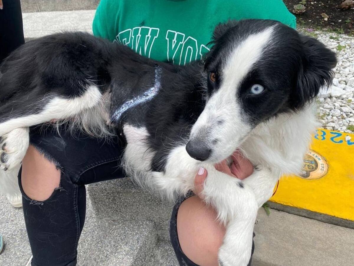 Denuncian peligro para las mascotas por diseño de las canecas publicas en las calles