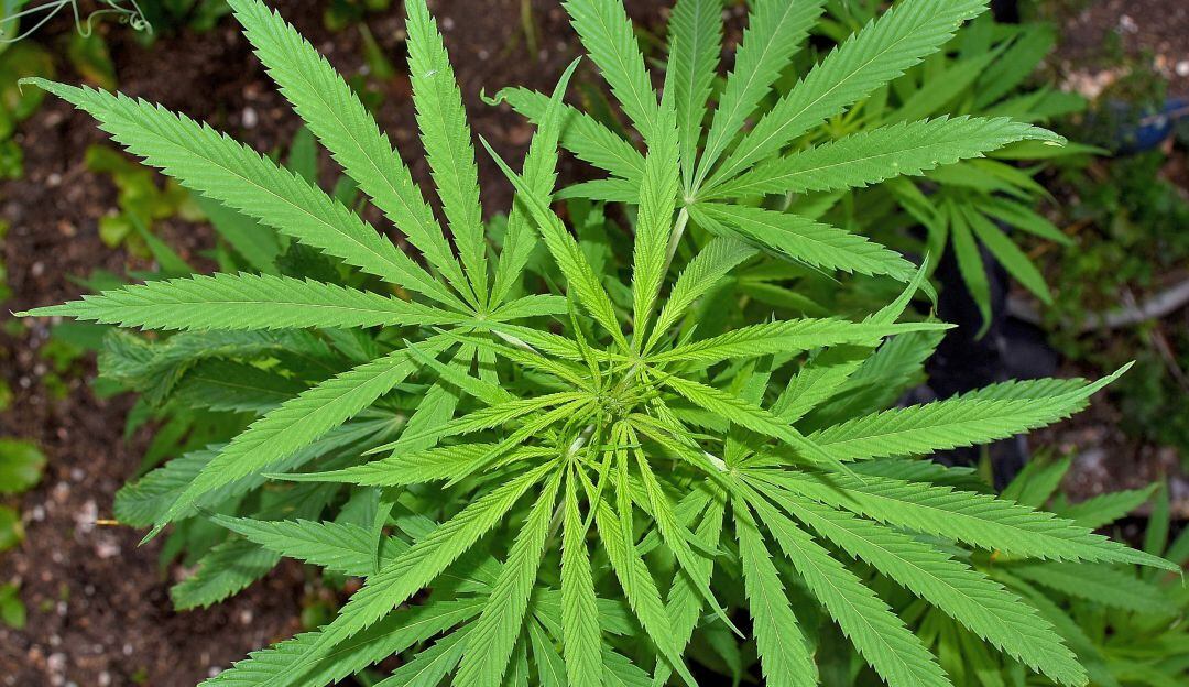 Aprobado en primer debate proyecto para regular cannabis de uso recreativo