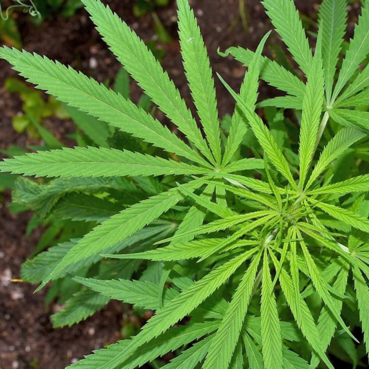 Aprobado en primer debate proyecto para regular cannabis de uso recreativo