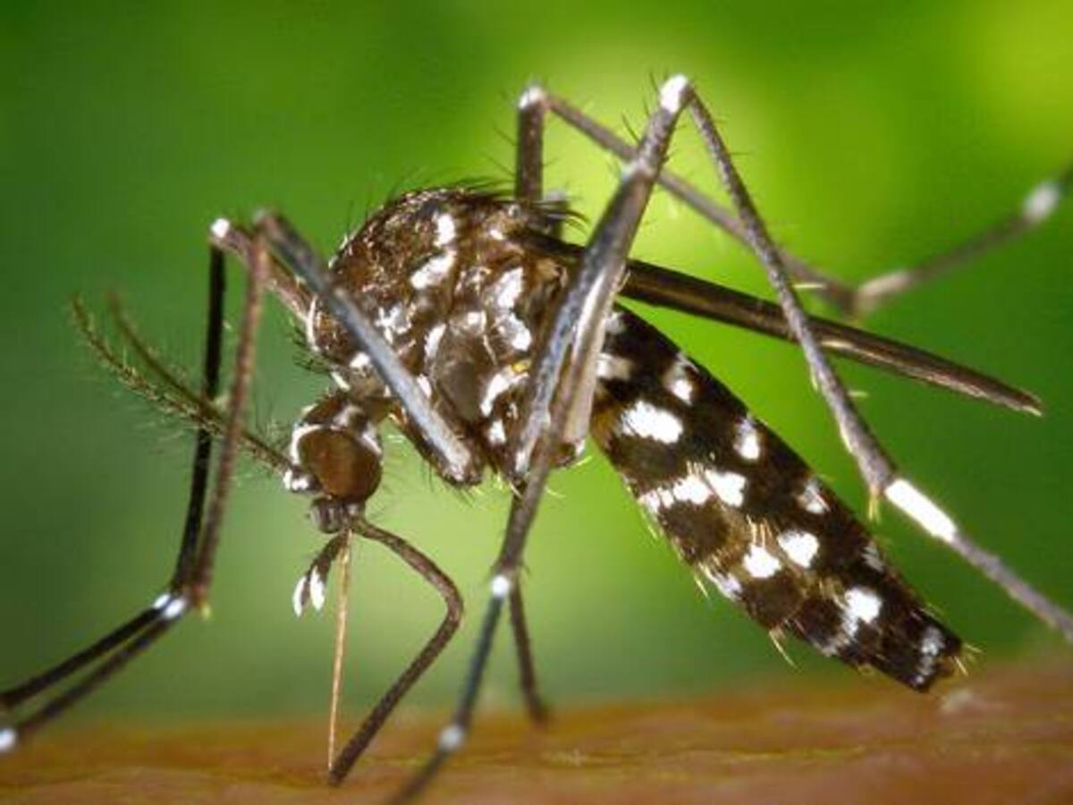 En Manizales se toman medidas contra el dengue y chicungunya por el invierno