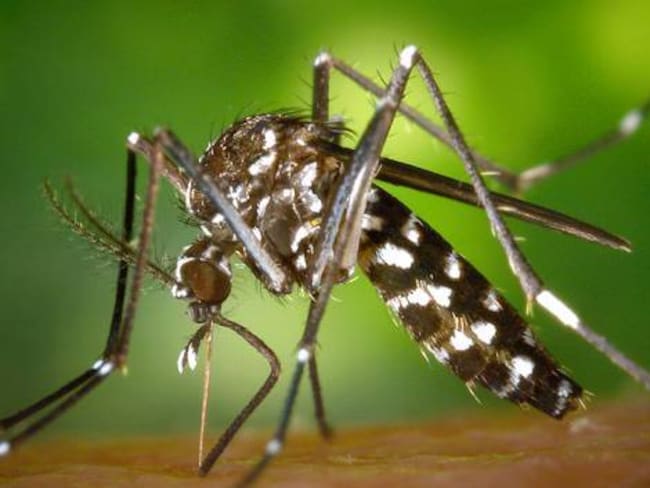 En Manizales se toman medidas contra el dengue y chicungunya por el invierno