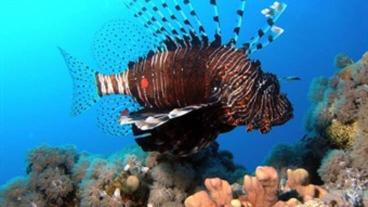 Alerta por pez león en el Caribe