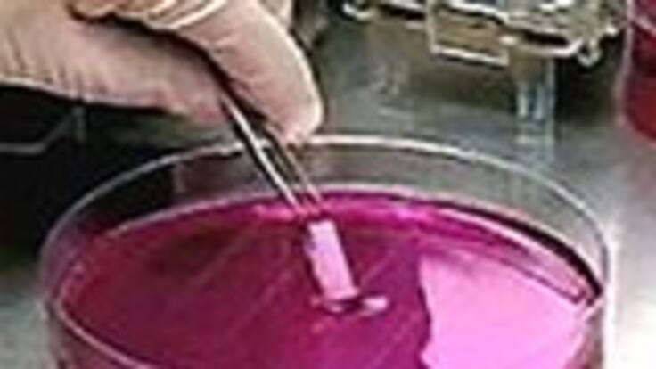 “La investigación en células madre tiene un gran potencial, sobre todo en la cura de enfermedades”: Luis Fdo. Cadavid, director Instituto Genética Unal