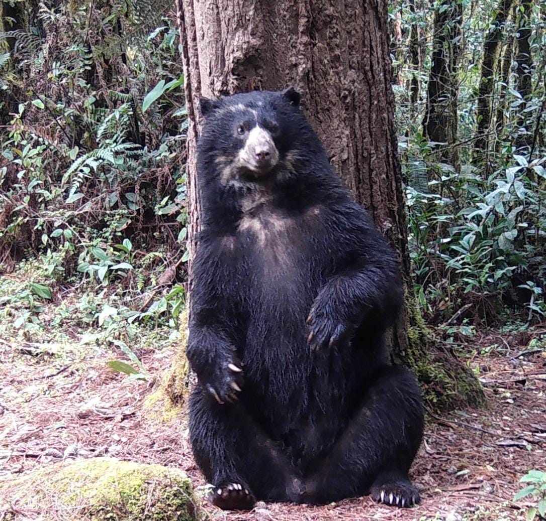 Cerca 949 especies existentes en el Huila. Foto Cam.