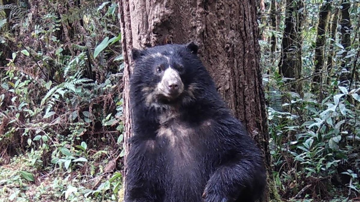 Huila enriquece la biodiversidad del macizo colombiano con especies de fauna silvestre