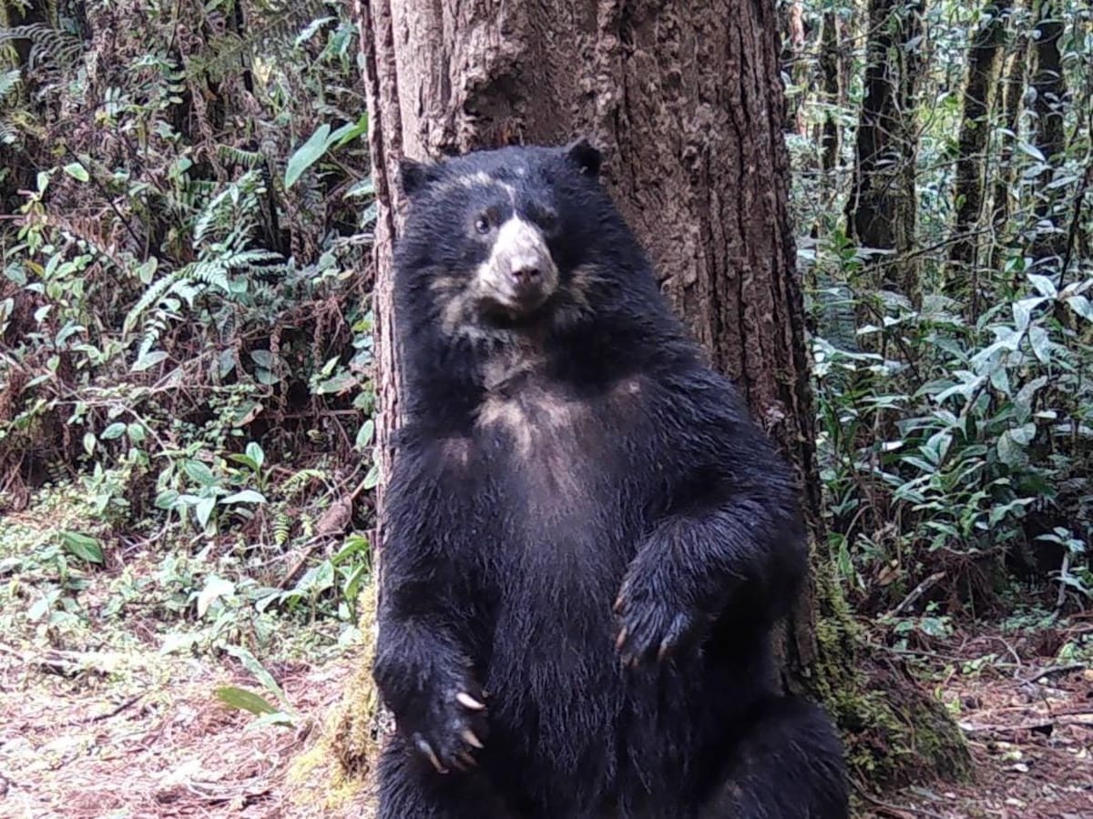 Huila enriquece la biodiversidad del macizo colombiano con especies de fauna silvestre