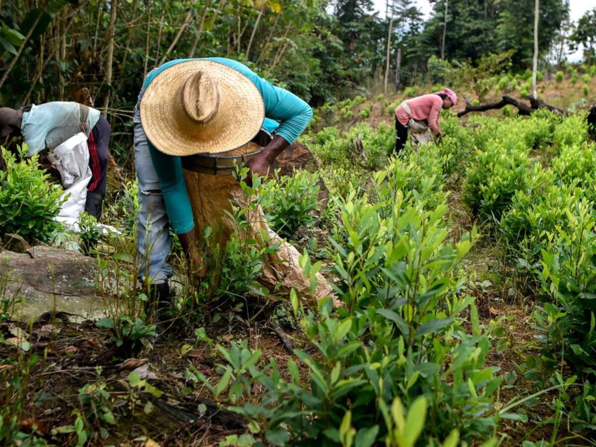 Comisión bipartidista de EE.UU. critica métodos de erradicación en Colombia