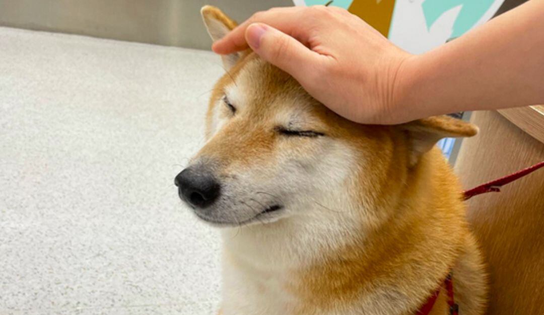 El famoso perro de los memes en redes sociales, conocido popularmente como 'Perrito Cheems'