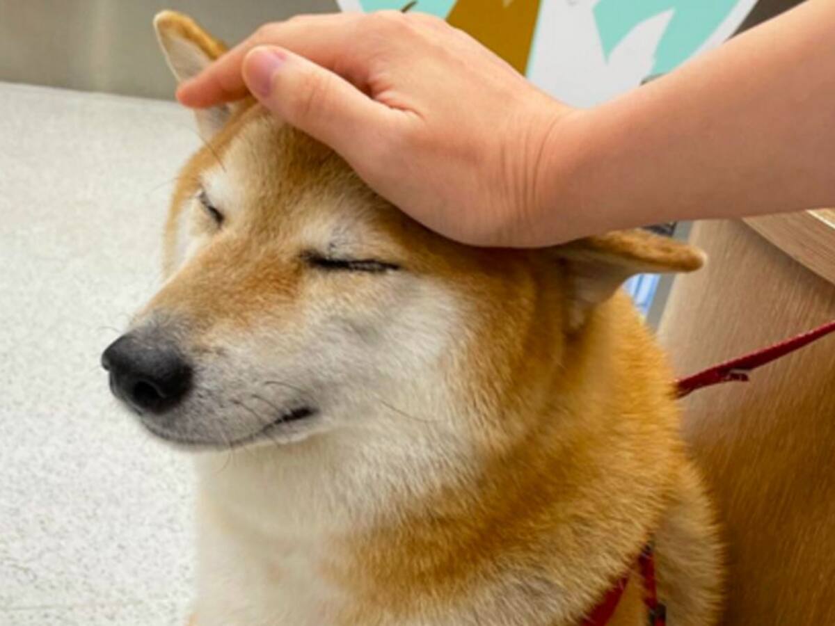 Balltze: el perrito de los memes está enfermo y no saben qué le pasa