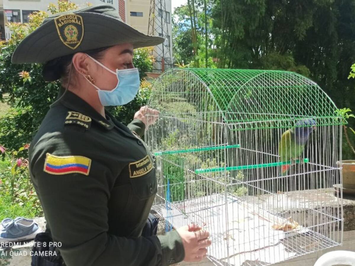 Tres animales exóticos recuperados en Manizales