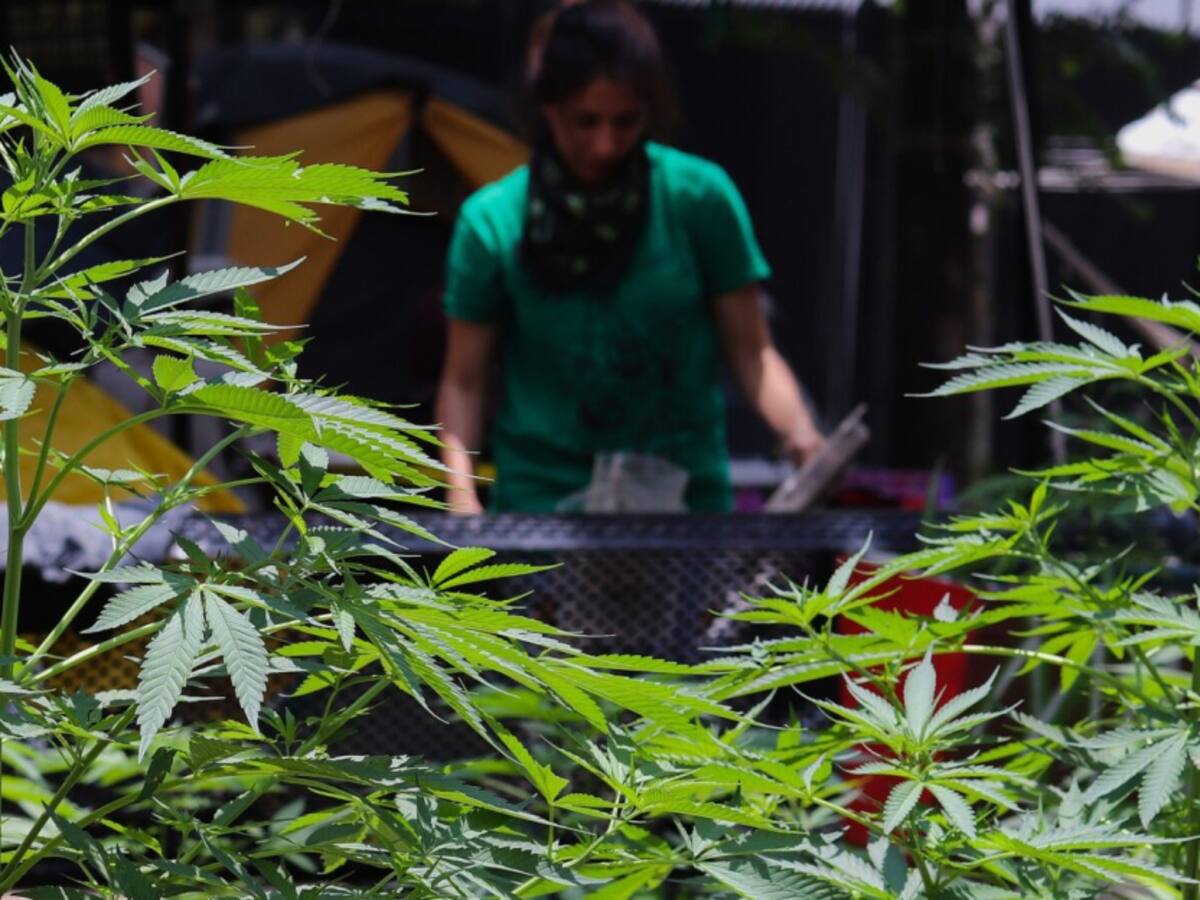 Minjusticia da el aval a la primera empresa para uso de cannabis