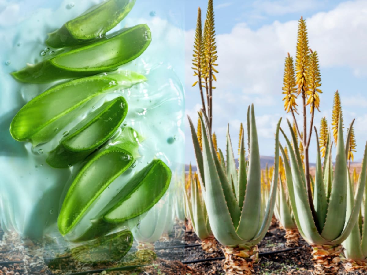 ¿Cómo hacer florecer la planta Sábila? Lugar, sol y temperatura son muy importantes