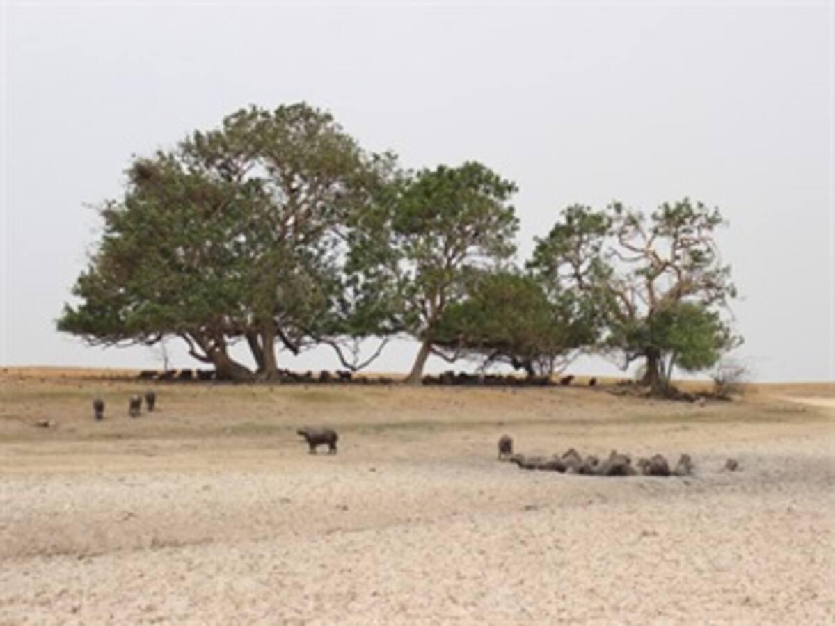 El Llano se secó y el verano sigue causando la muerte de animales