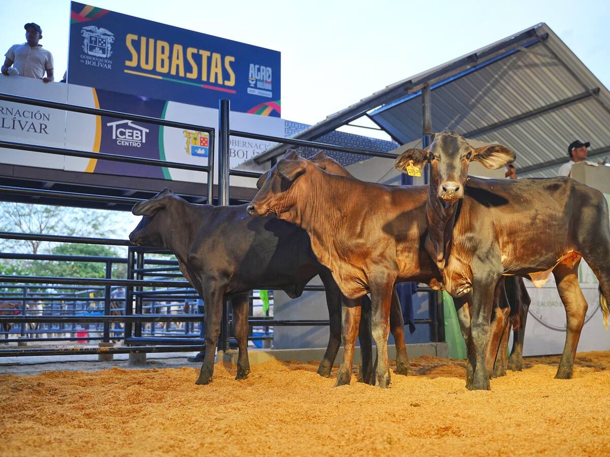 En Magangué AgroBolívar 2025 superó un millón de dólares en ventas