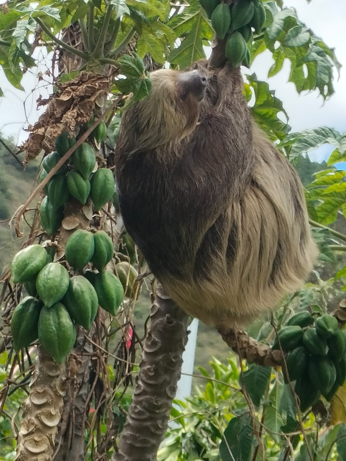 Osos Perezosos en Boyacá