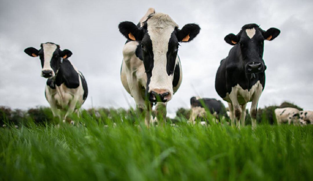 Imagen de referencia