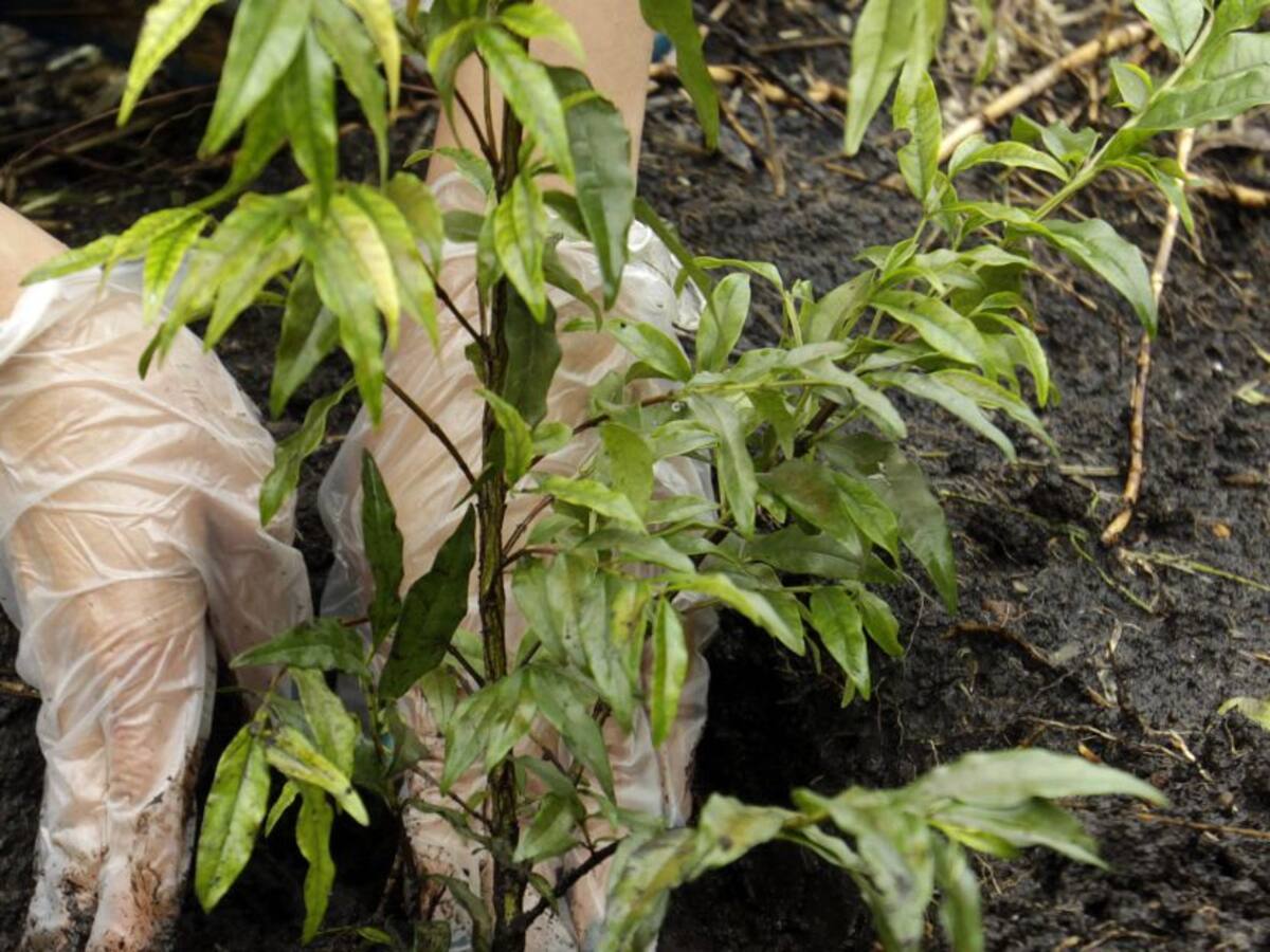 Acuerdo de arborización en planteles educativos, a sanción del alcalde