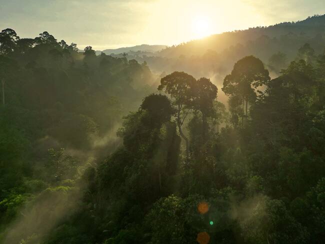Día Internacional de los Bosques Tropicales: Conozca todo sobre los ecosistemas forestales