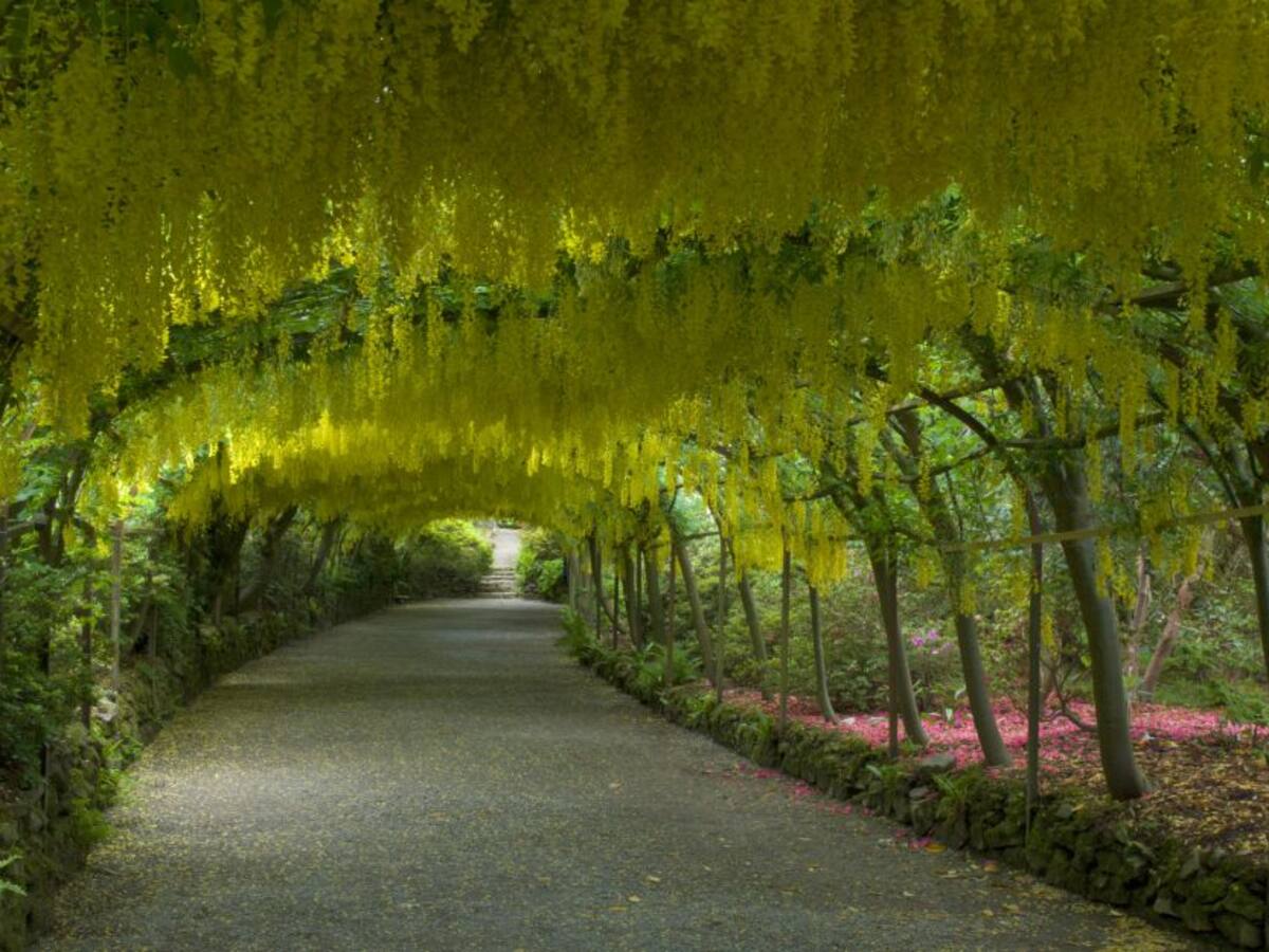 ¡Cuidado! Estos son los árboles más mortales para la humanidad
