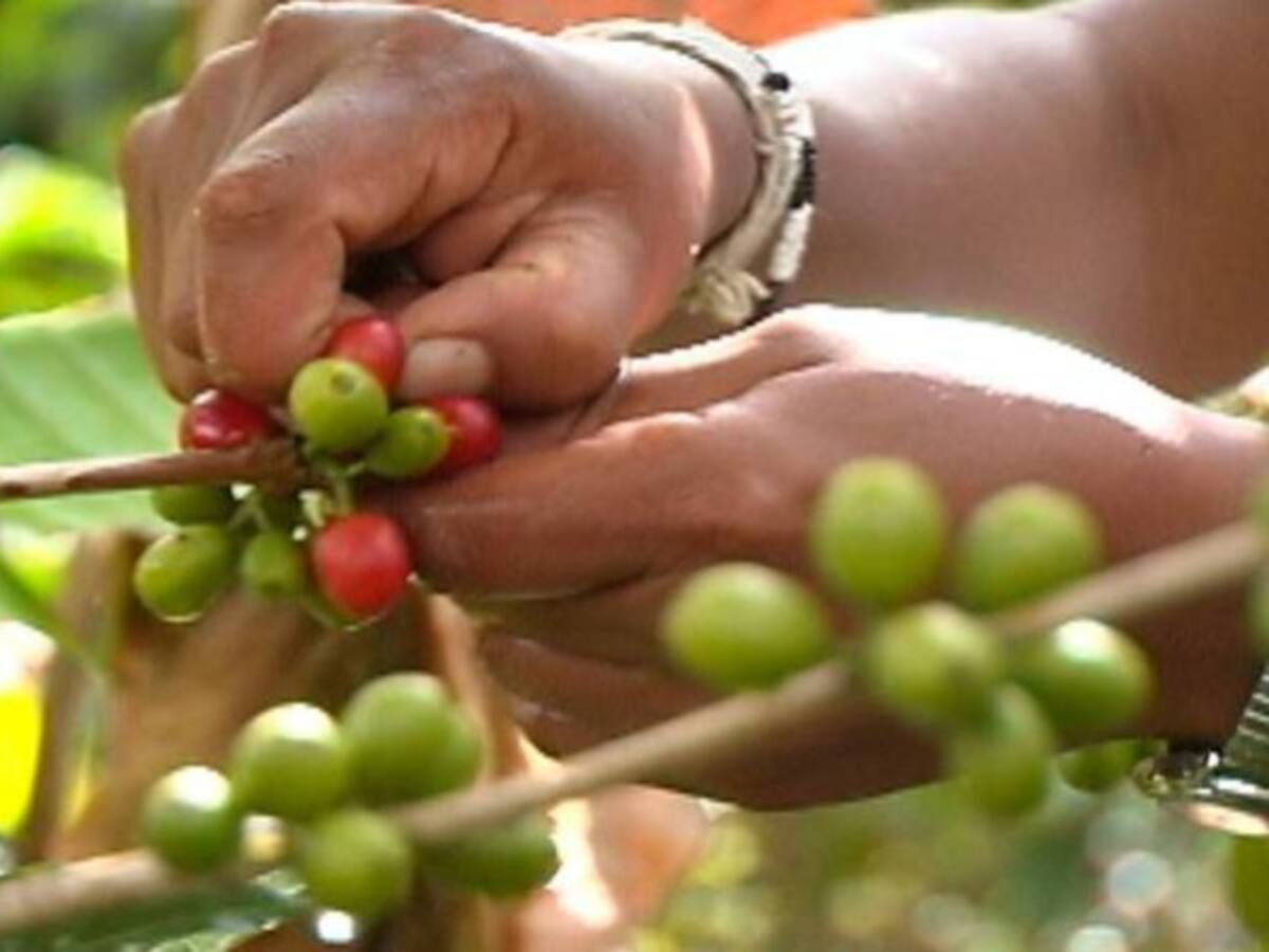 El dólar, un dolor de cabeza para los cafeteros