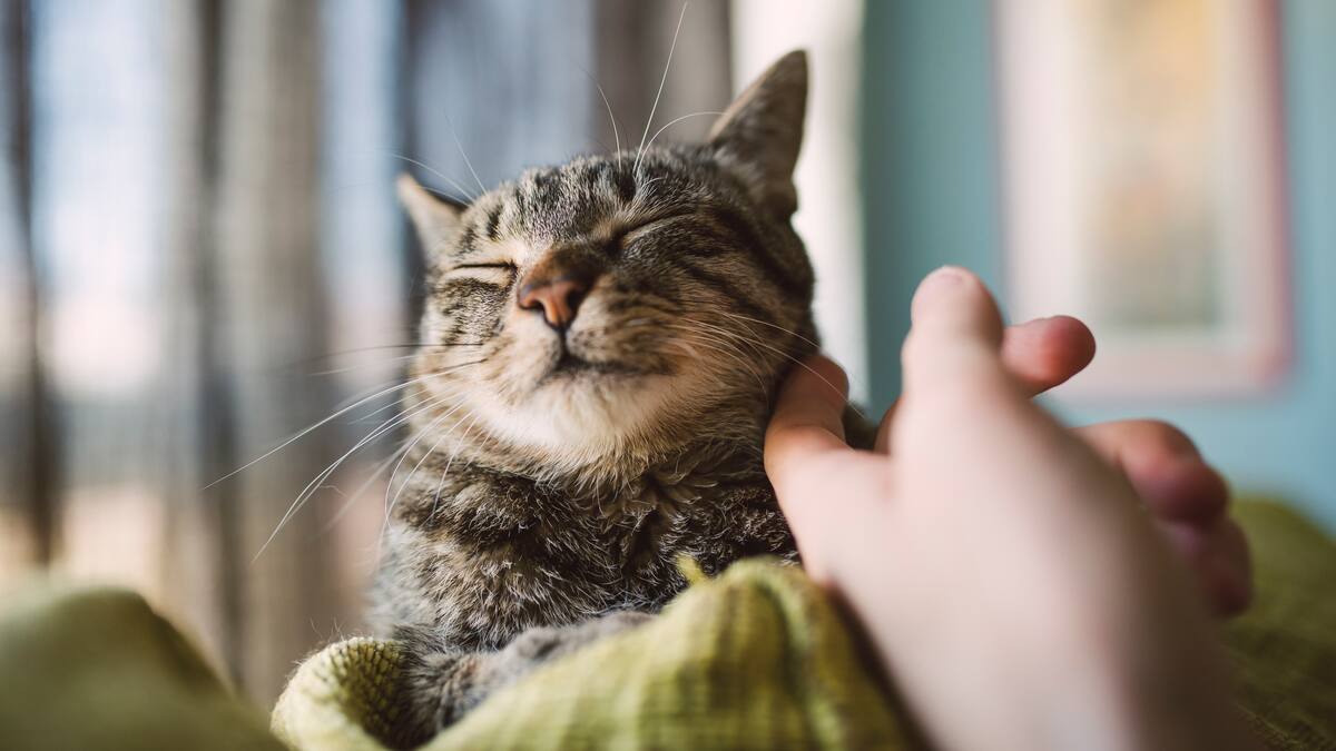 ¿Qué pasa si un gato no ronronea? Estas son las principales razones