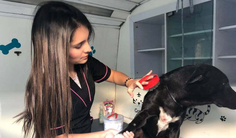 En los zapatos de un peluquero canino