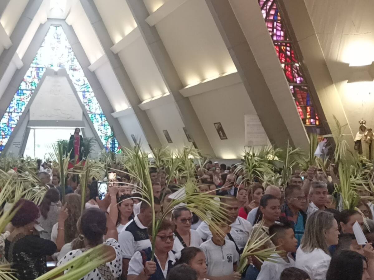 Quindío, cuna del árbol nacional, palma de cera, usar otras especies en domingo de ramos