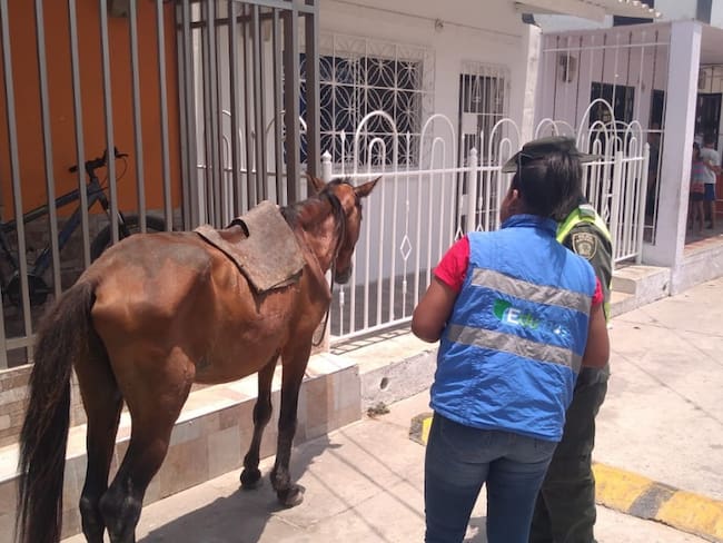 Rescatan a caballo que fue víctima de maltrato en Soledad