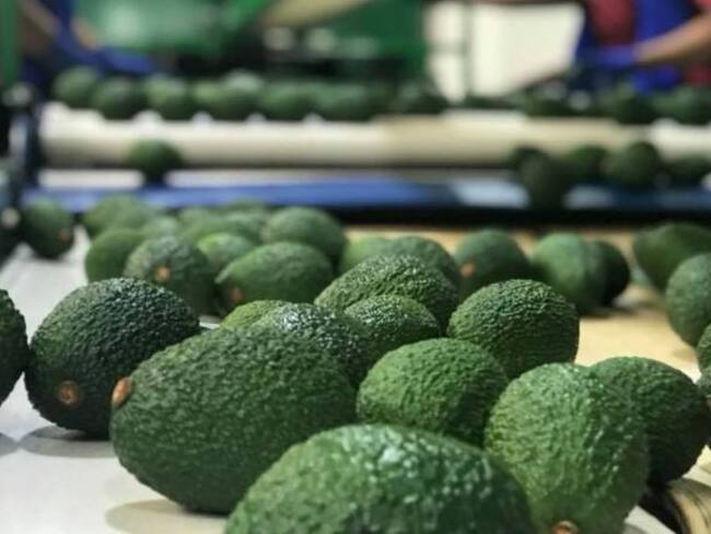 Quindío, departamento líder en exportación de aguacate Hass a Estados Unidos