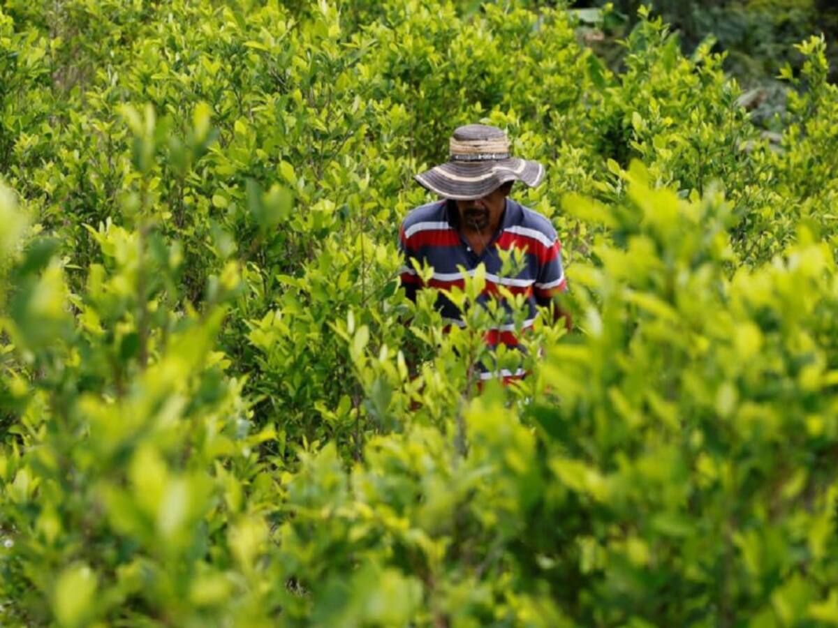 Pobladores de Balboa expulsan al Ejército de zonas de cultivos ilícitos
