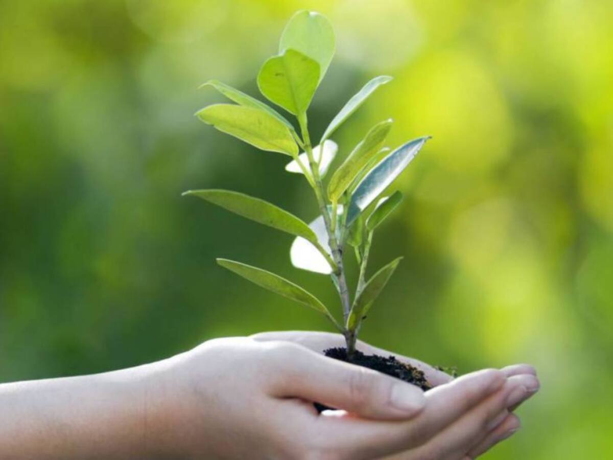 Autopistas del Café sembrará árboles por cada usuario de sus peajes