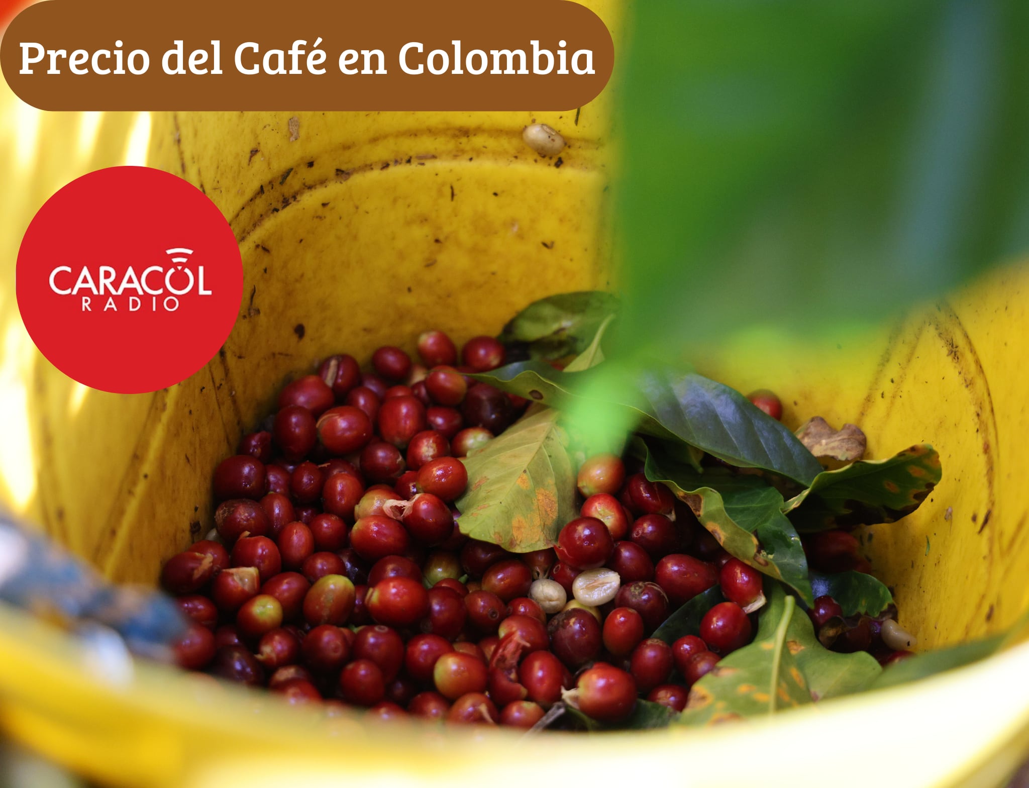 Proceso de recolección del café para su venta y distribución a nivel nacional e internacional - (Getty Images)