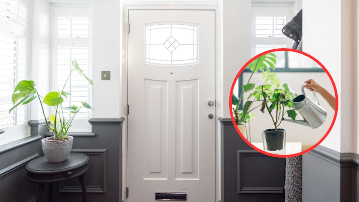 Planta que da buena suerte al ponerla en la puerta de entrada de la casa: ¿cómo cuidarla?